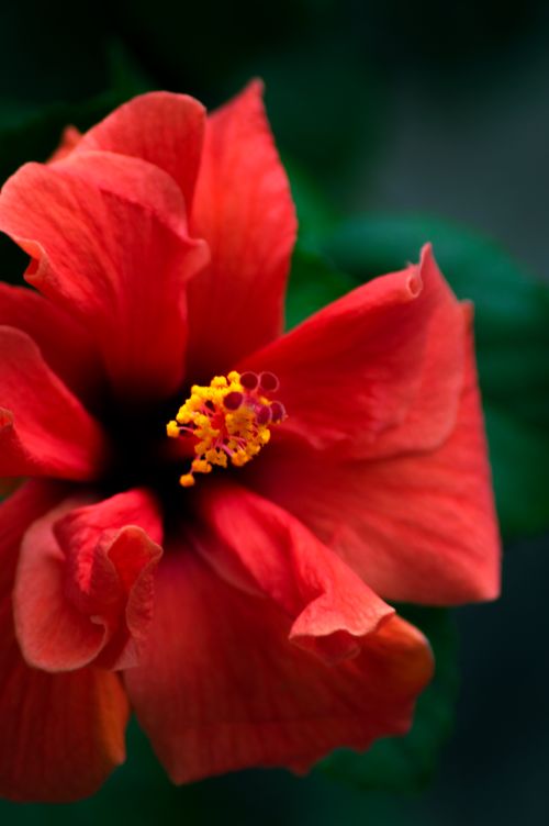 Free Detailed macro shot capturing the vivid hues and delicate petals of a blooming red hibiscus. Stock Photo