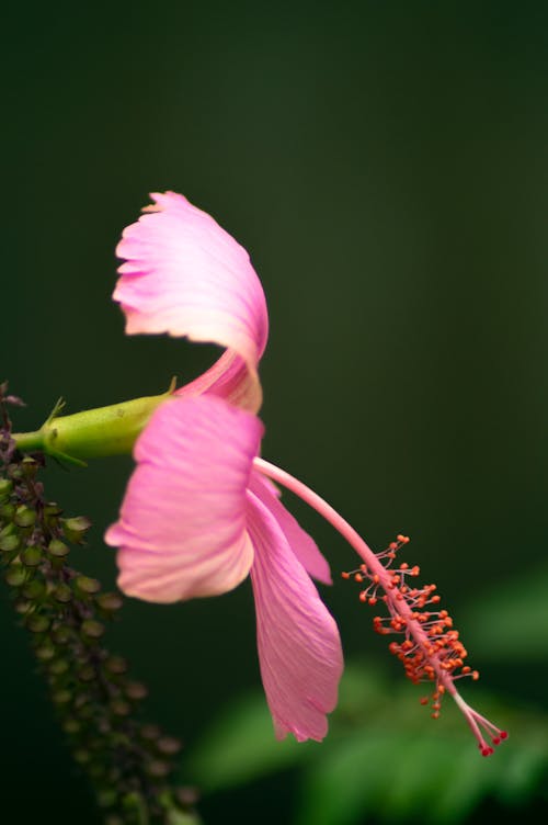 Foto profissional grátis de ao ar livre, close-up, flor