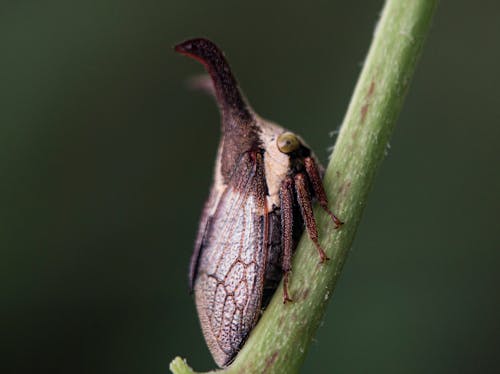Beetle on Plant