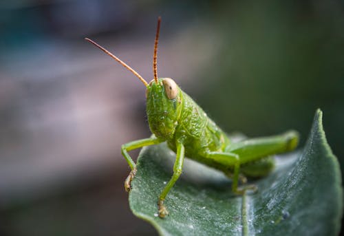 Green Grasshopper in Macro Photography