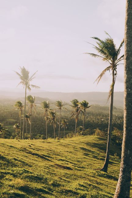 Spectacular scenery of tall palms with fresh verdant foliage on hills with green grass under gray sky