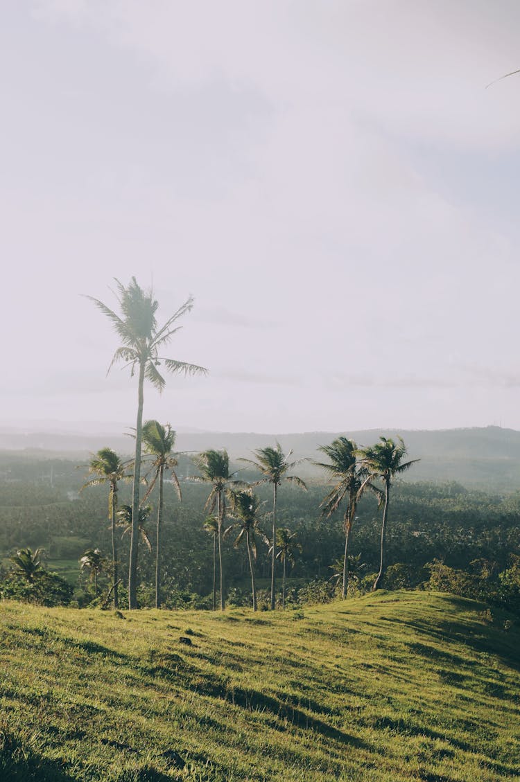 Palm Trees And Hills On Windy Day