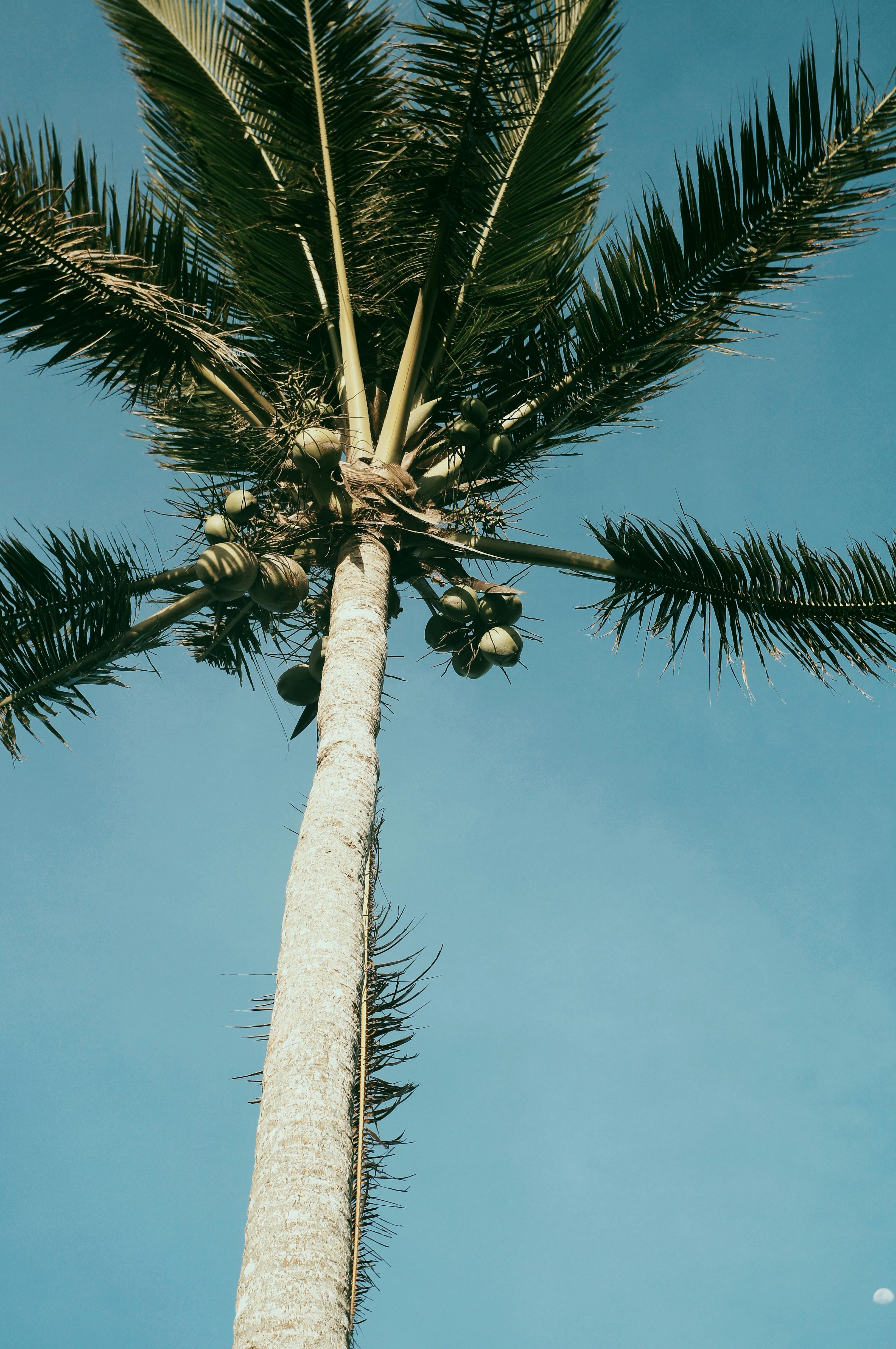 Low angle view of a tall palm tree with coconuts and clear blue sky in summer.