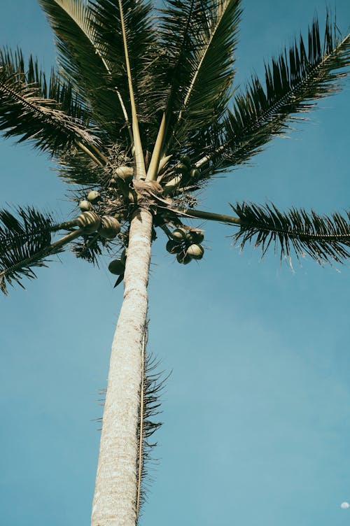 Tall palm with fresh green foliage