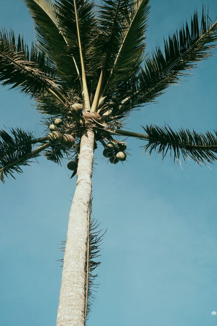 From below of tall thin palm with fresh verdant leaves under cloudless blue sky