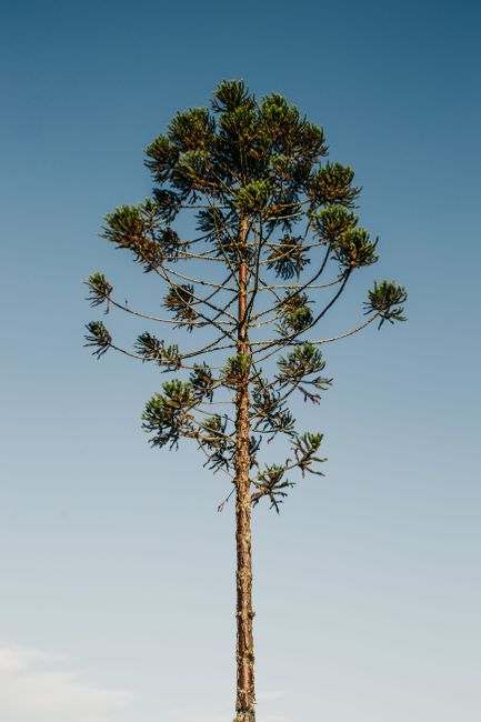 Tall tropical monkey puzzle tree growing against cloudless blue sky background on sunny day