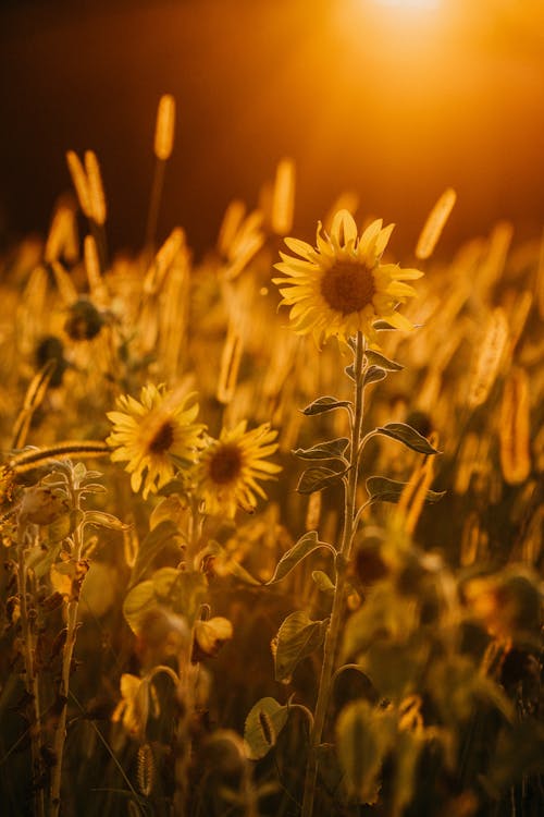 Bright yellow sunflowers blossoming on vast lush field at picturesque sunset in peaceful countryside