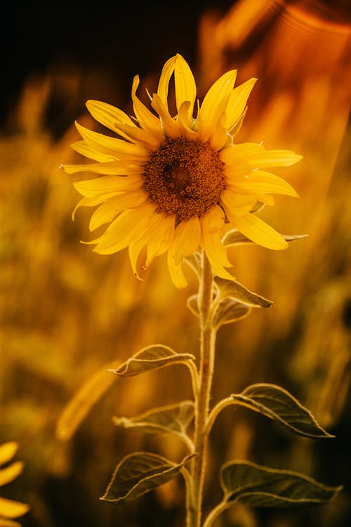 Free Young yellow sunflower blossoming on abundant agricultural field in evening sun in peaceful countryside Stock Photo