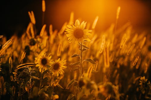 Blooming sunflowers growing on spacious lush lawn at sunset