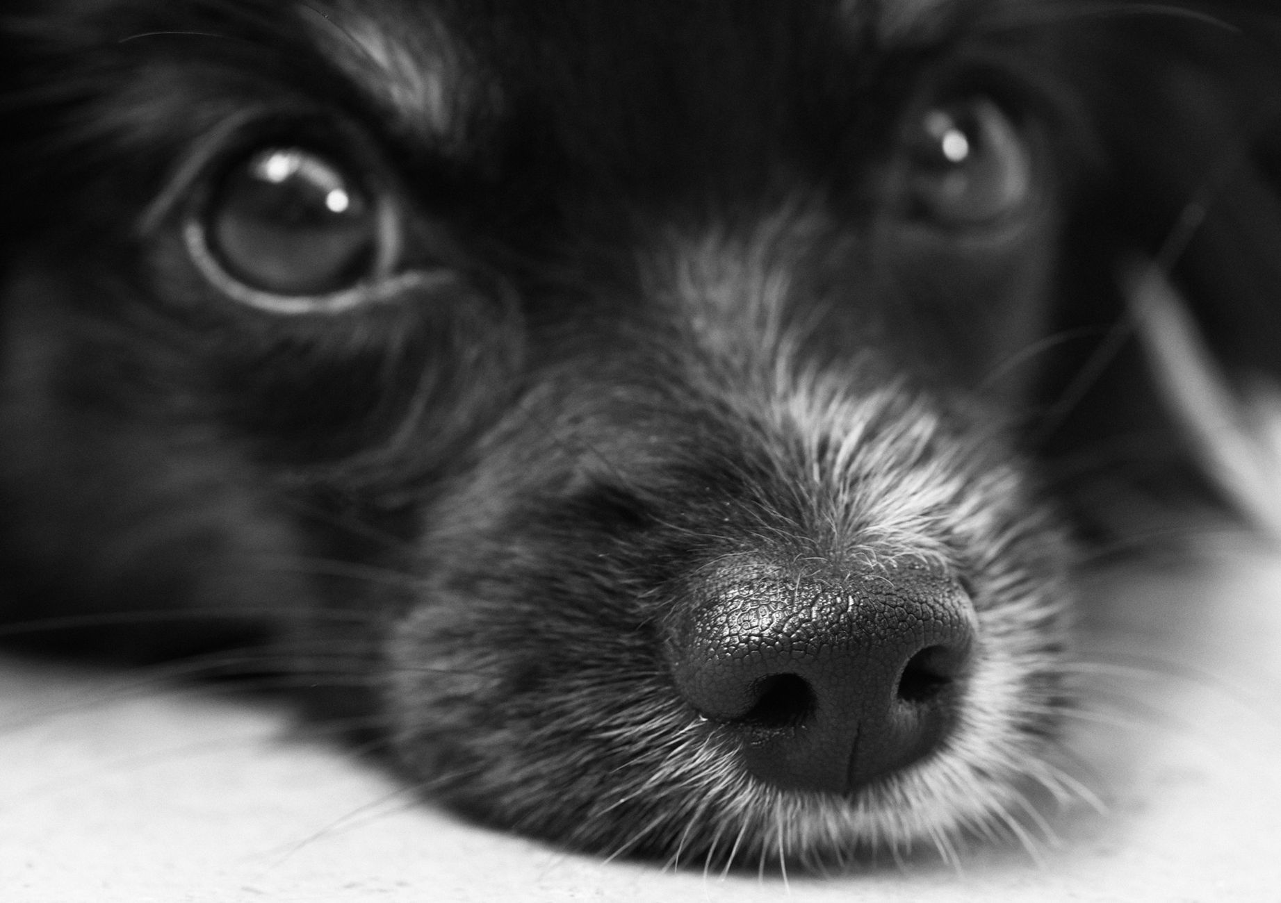 Veterinarian examining a dog during a checkup