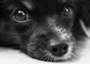 一张黑白特写照片捕捉到了狗狗可爱的面部特征