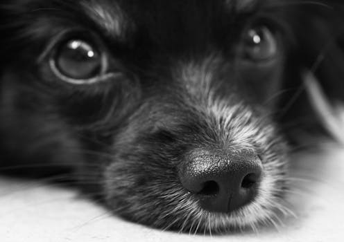 一张黑白特写照片捕捉到了狗狗可爱的面部特征