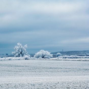 Spectacular scenery of leafless trees covered with hoarfrost growing on snowy terrain near hills against cloudy sky