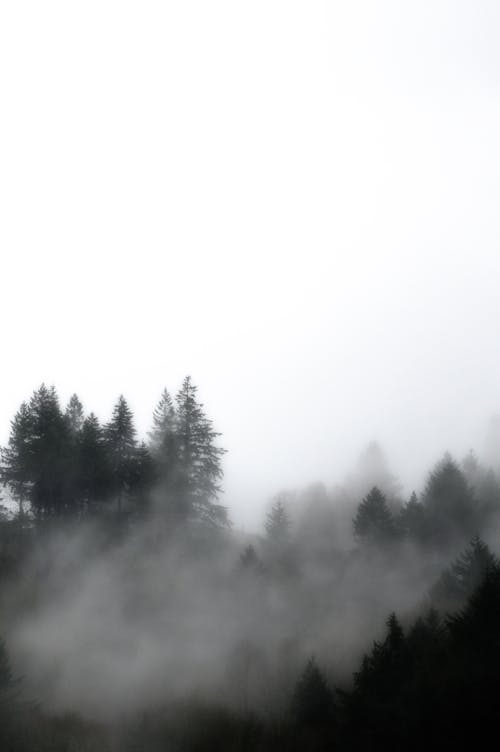 Coniferous trees growing in misty forest under overcast sky
