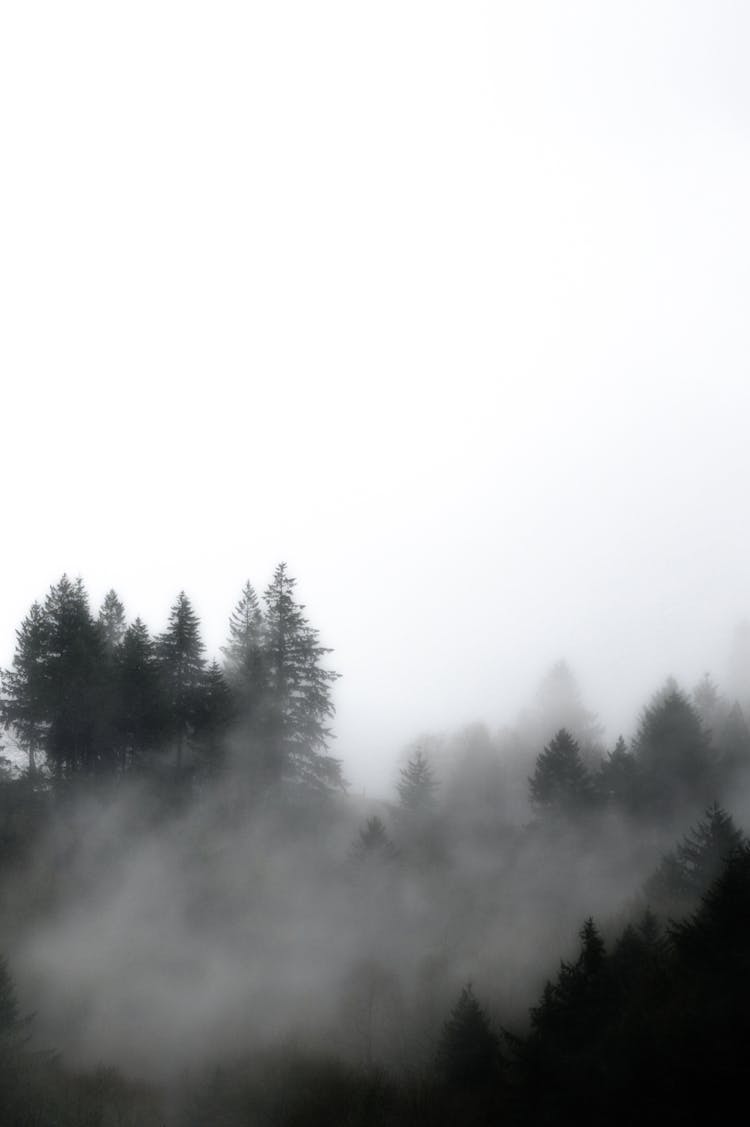 Coniferous Trees Growing In Misty Forest Under Overcast Sky