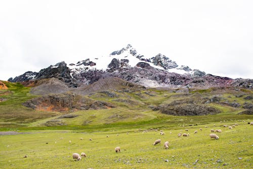 Sheep on Green Grass Field near Snow Capped Mountain