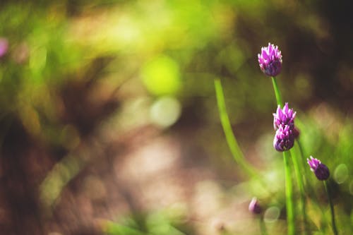 Darmowe zdjęcie z galerii z 55 mm, fioletowy, flora