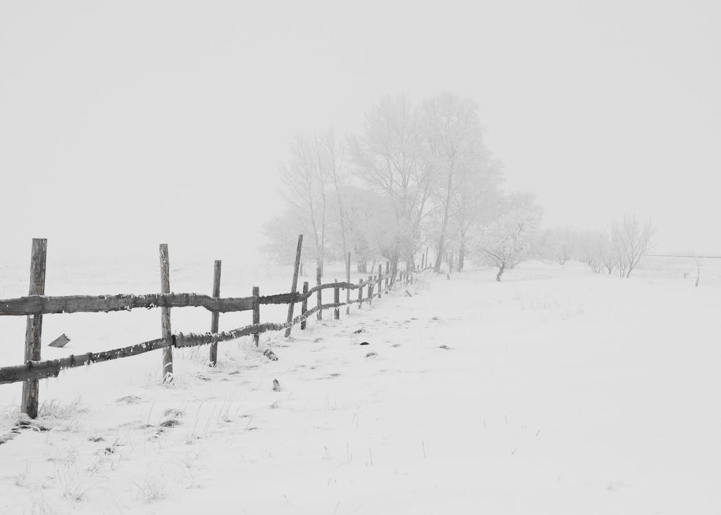 Valla De Madera Negra En Campo De Nieve A Una Distancia De árboles Desnudos Negros