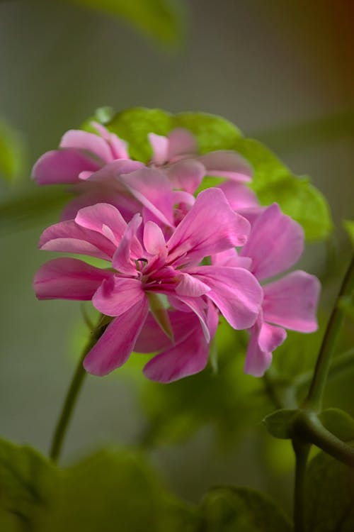 Pink Flower in Tilt Shift Lens