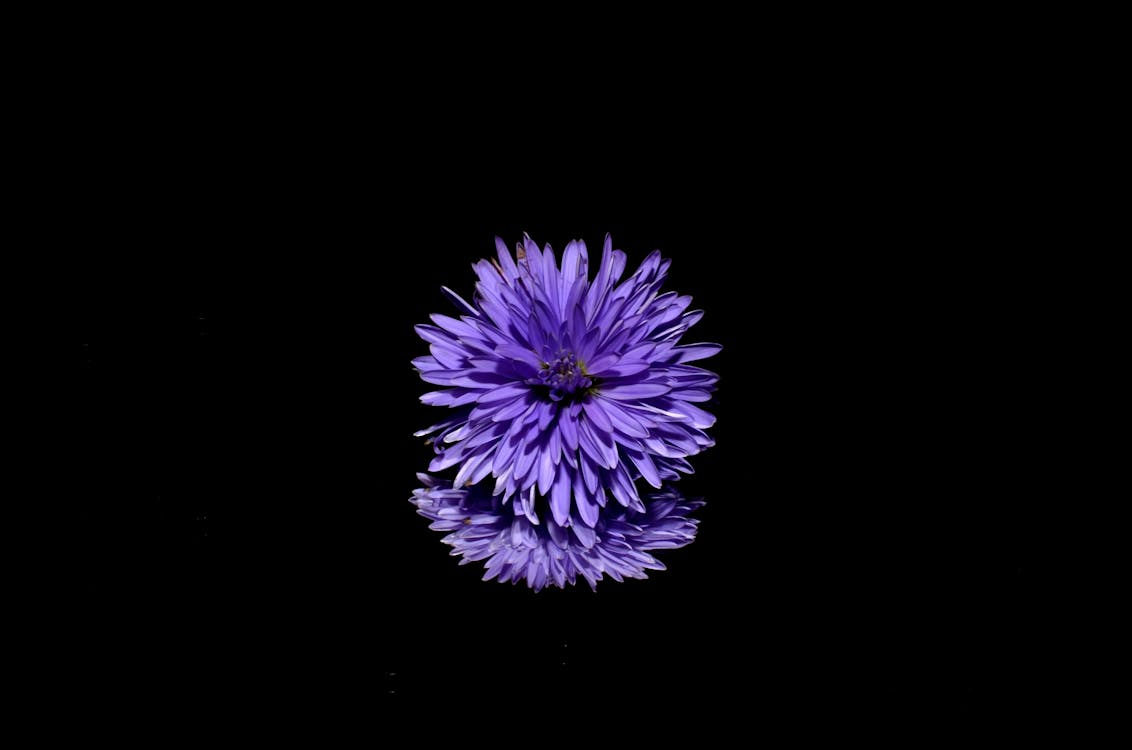 Purple Flower · Free Stock Photo