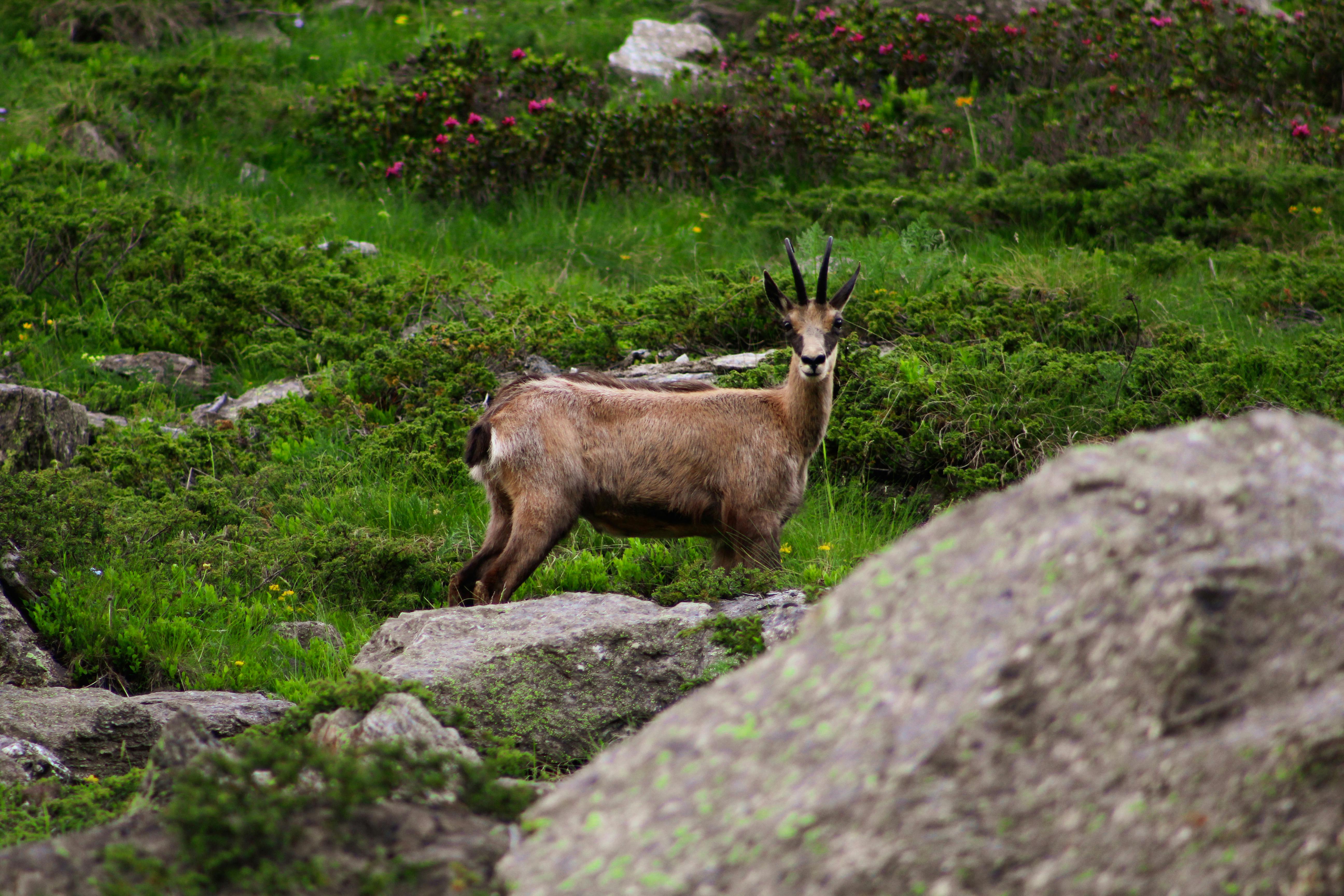 Chamois Free Stock Photos, Images, and Pictures of Chamois