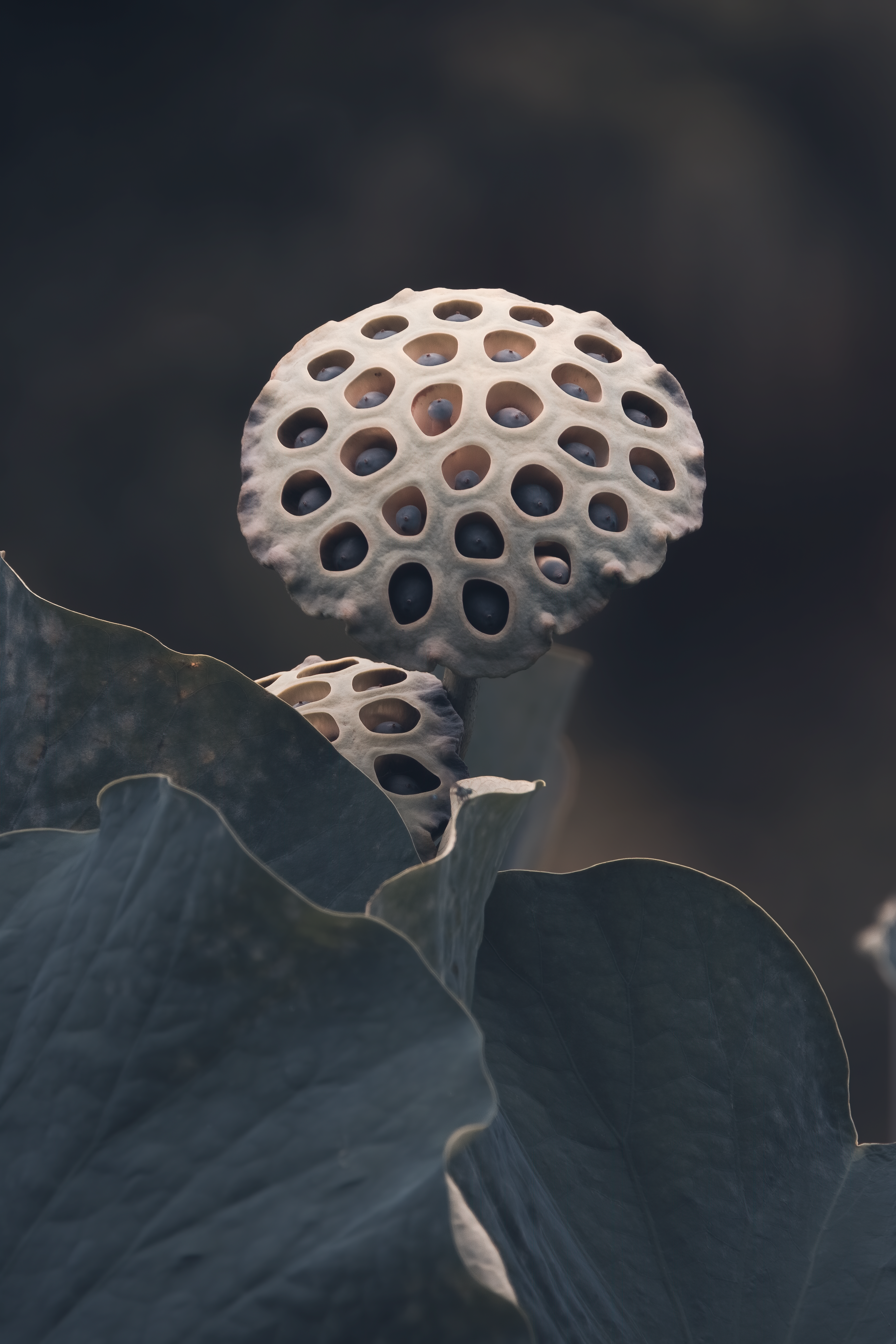 Captivating close-up of lotus seed pods with lush leaves in natural setting.