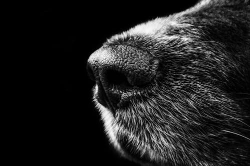 Free Grayscale Animal Nose Stock Photo