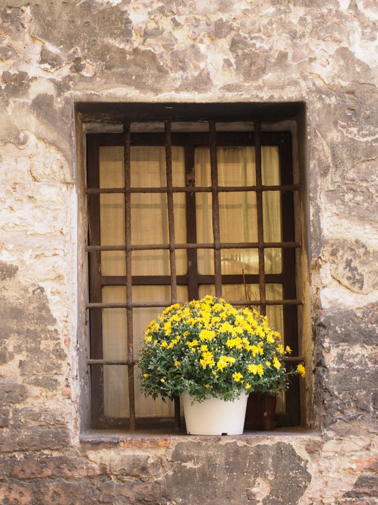 A Plant On A Window Sill 