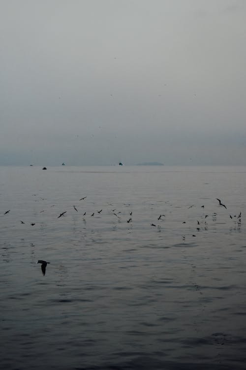 Flock of Birds Flying Above the Sea Water