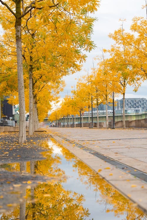 Free Yellow Trees on the Road Stock Photo