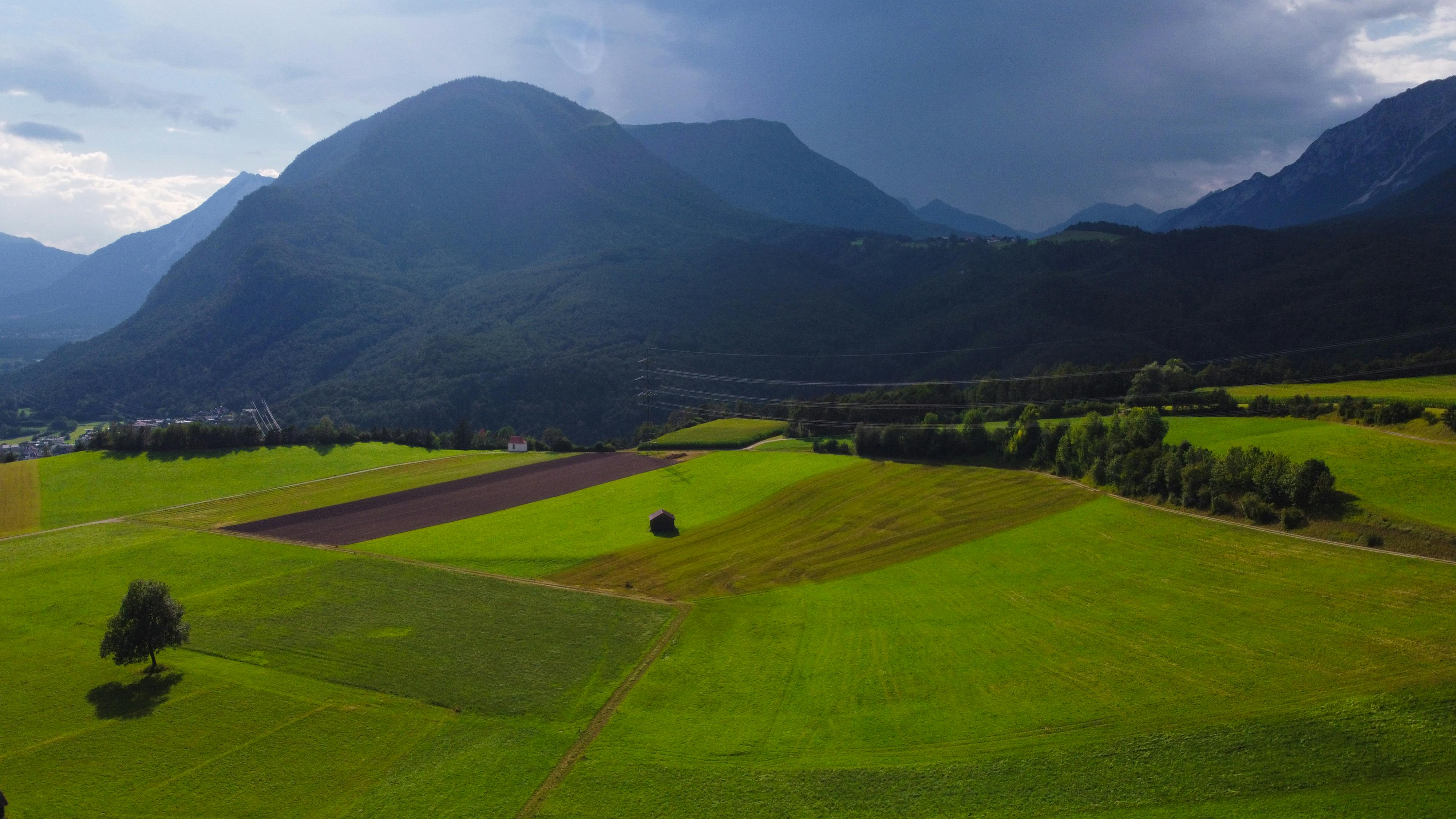 Gato sendo escovado com cuidado