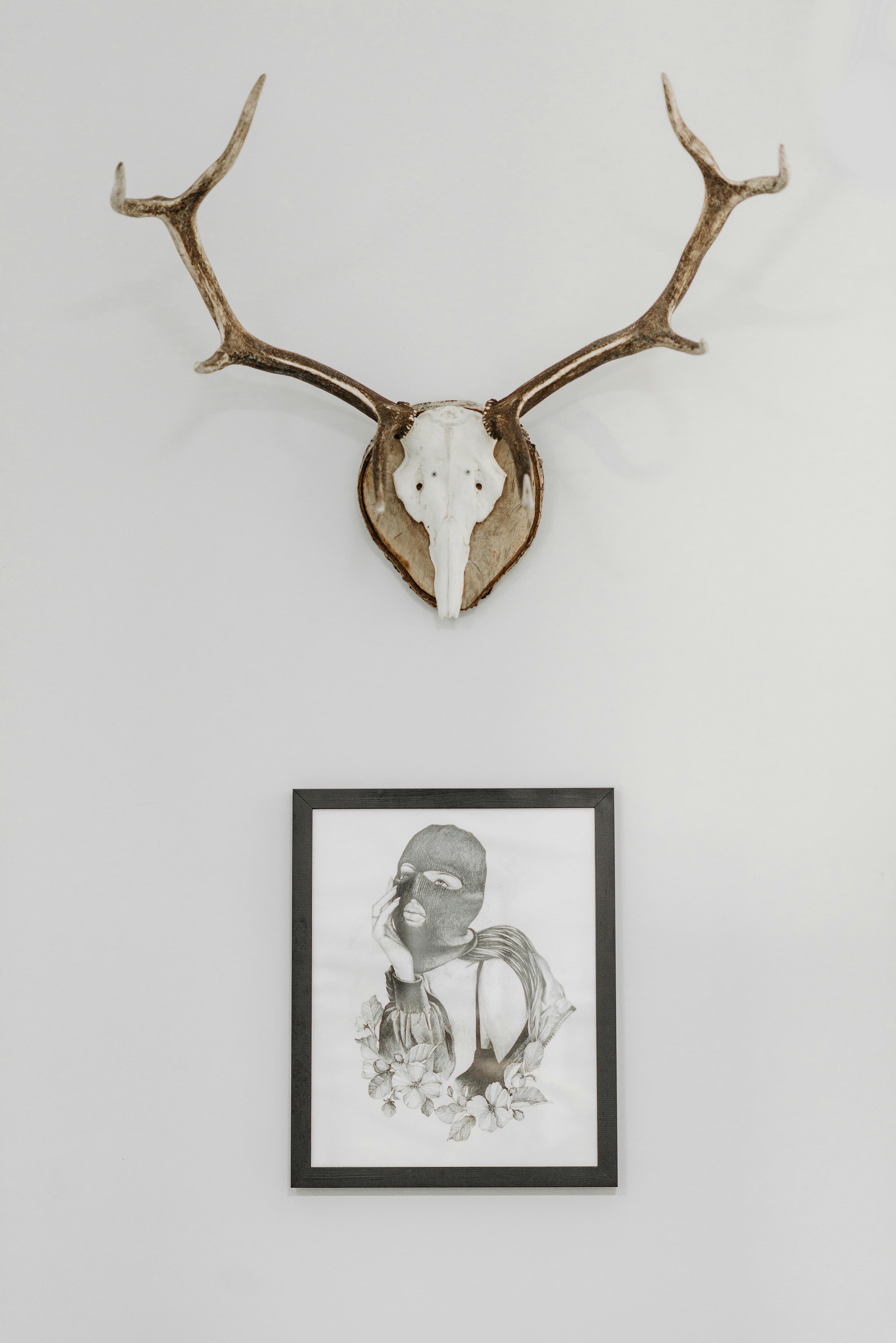 grátis Foto profissional grátis de animais selvagens, caçando, casa contemporânea Foto profissional