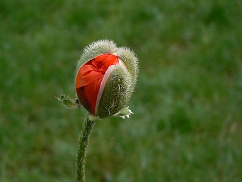 Red Flower