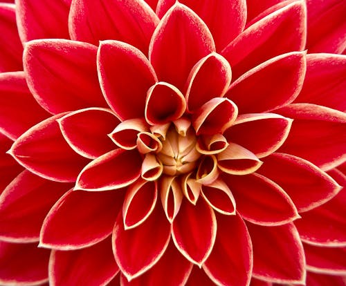 Gros Plan De La Photographie De Fleur Pétale Rouge