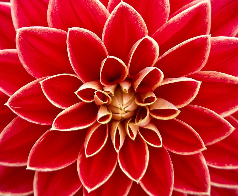 Fotografía De Cerca De Flor De Pétalos Rojos