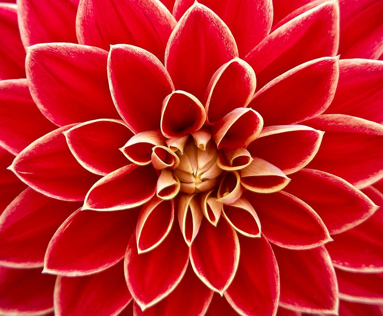 Close Up Photography of Red Petaled Flower