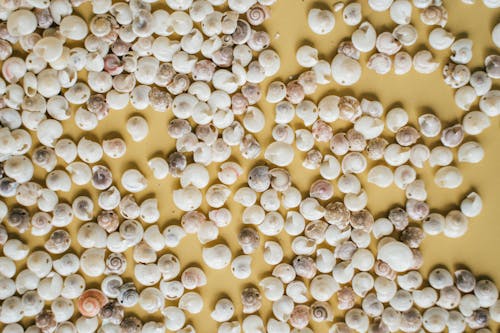 Sea Shells on the Ground