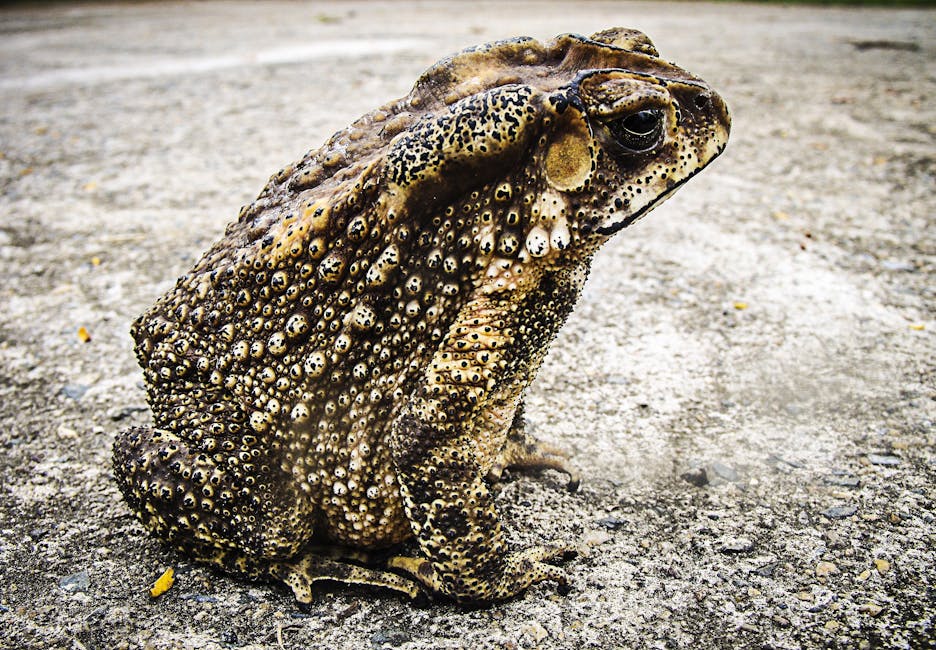 Black and Brown Frog Sitting on White Concrete Floor
