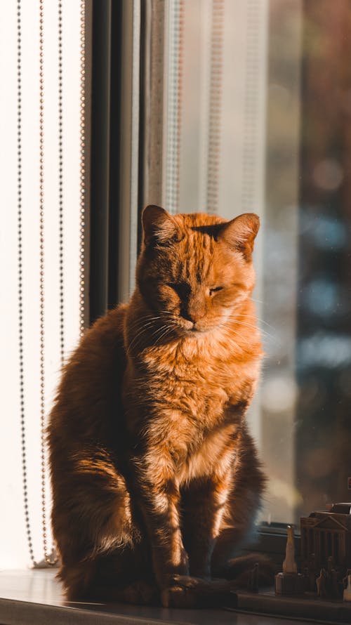 Cat sitting on window sill at setting sun