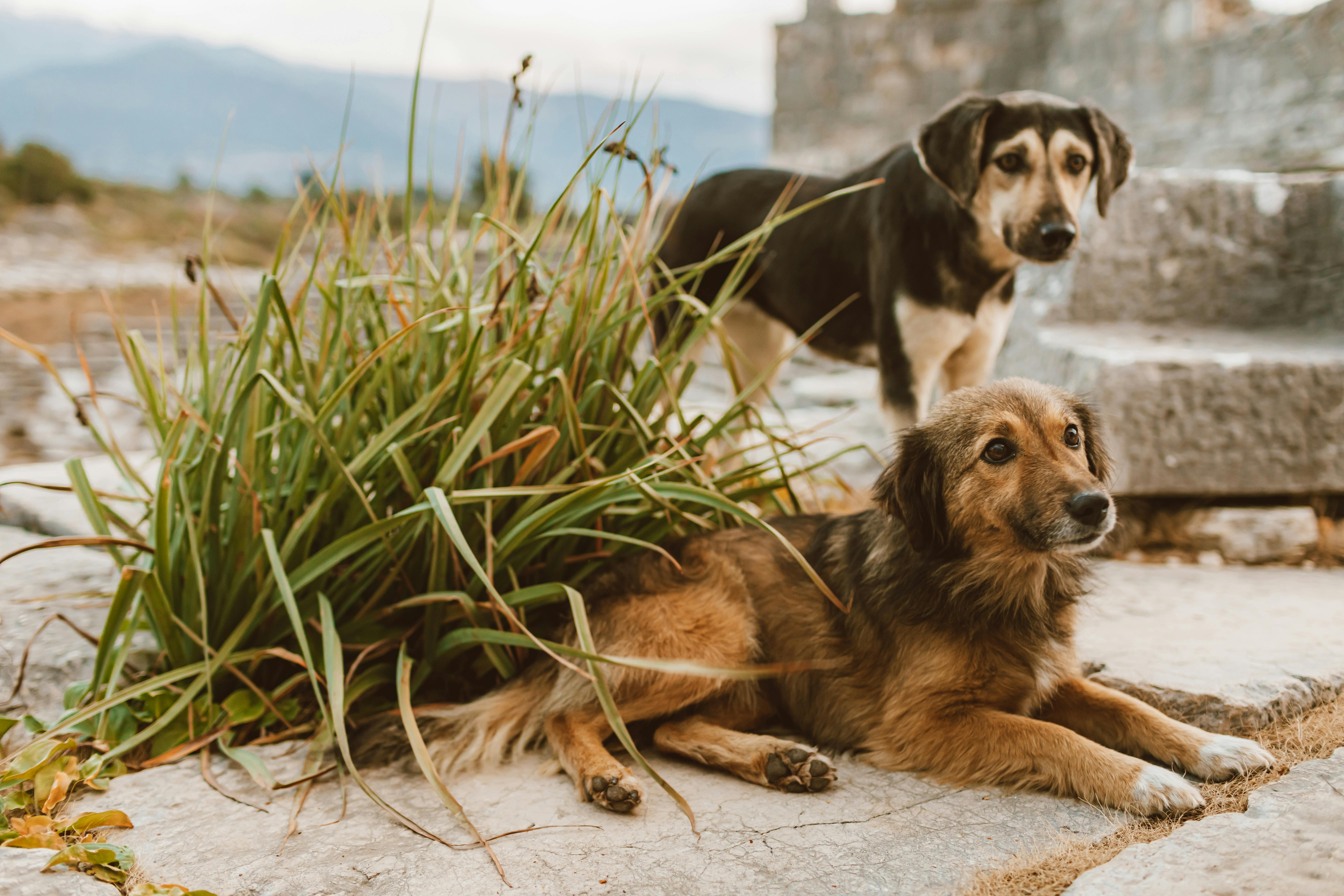 dogs next to grass on stone