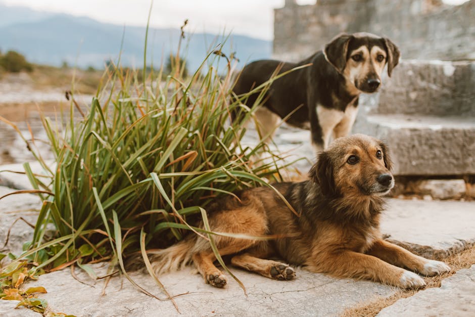 Why Dogs Yell at Us When We Are Trying to Sleep