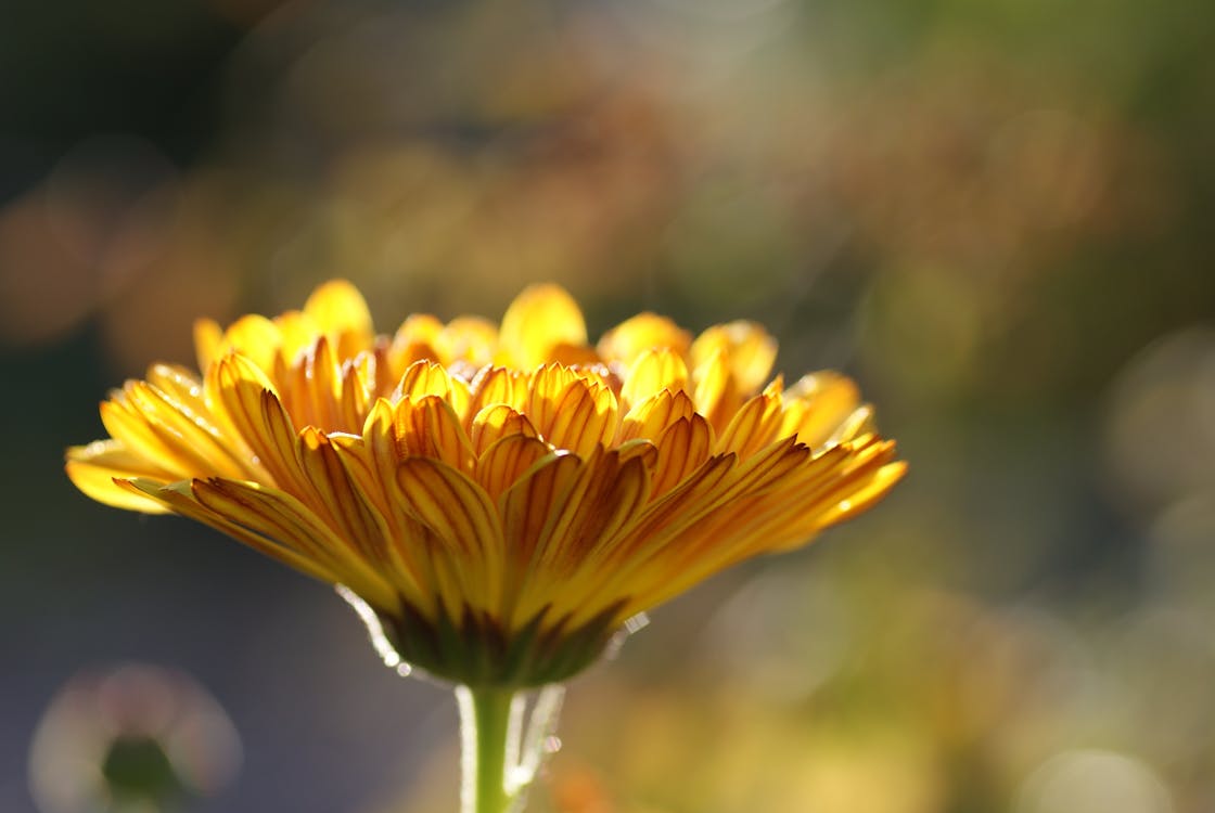 無料 黄色い花のマクロ撮影 写真素材