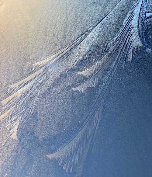 Frost Patterns in Close Up