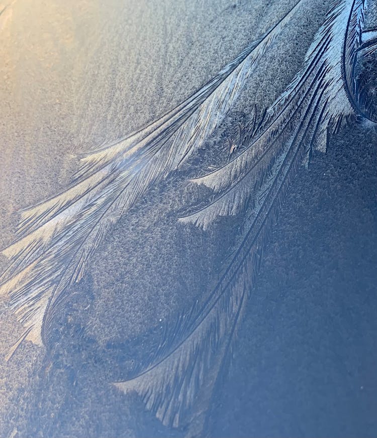 Frost Patterns In Close Up