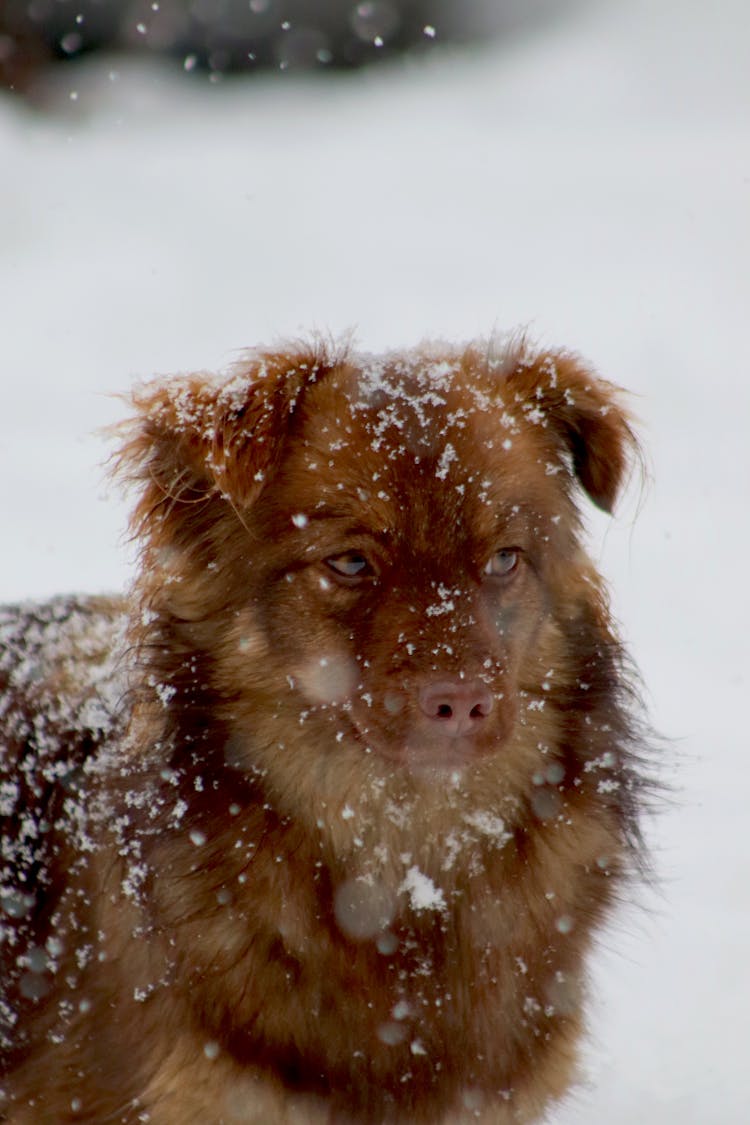 Fluffy Dog In Snow