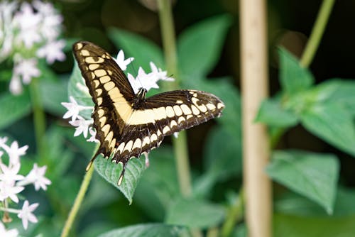 Photos gratuites de fermer, insecte, lépidoptères