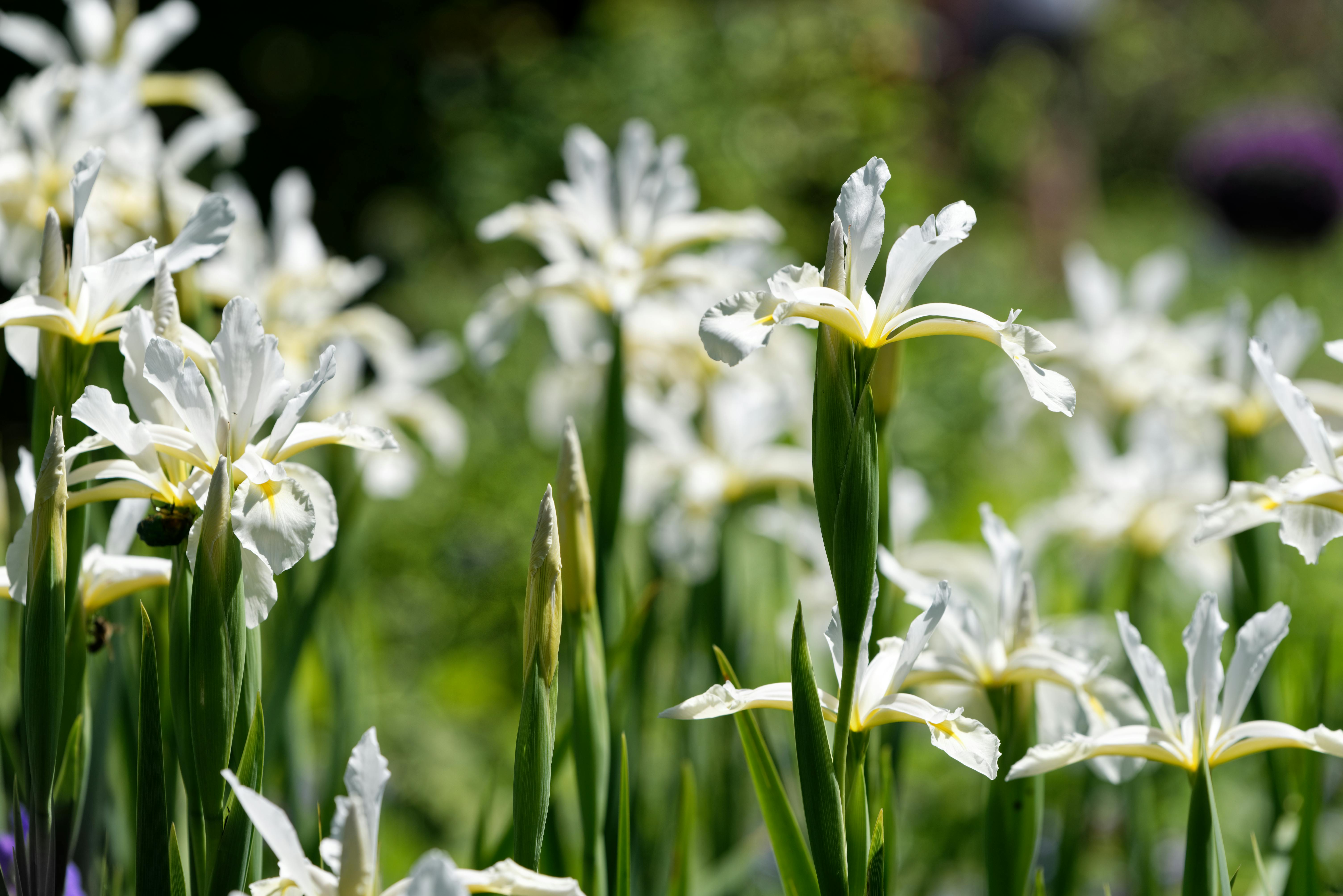 Cultivo de Iris: Suelo, Propagación y Riego