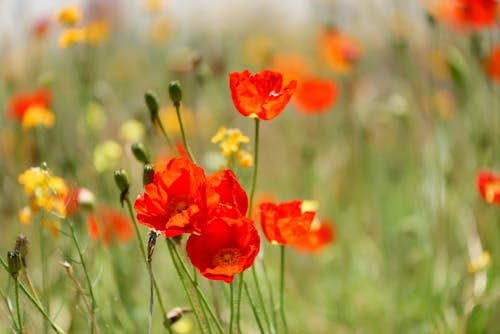 Fotos de stock gratuitas de amapolas, de cerca, floración