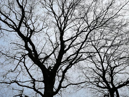Free Bare Tree Under Blue Sky Stock Photo