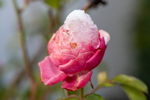 Close-up of Ice on a Rose 